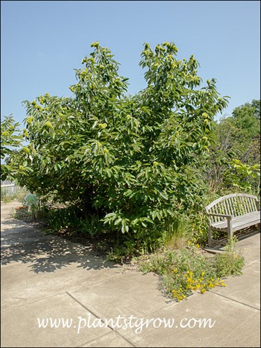 (mid August)